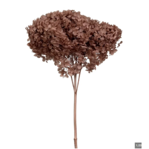Reddish Brown Hydrangea | Wholesale Preserved Flowers